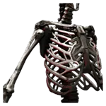 Epimorphic Skeleton